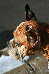 Image showing Soapy Boxer Dog