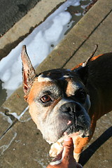 Image showing Soapy Boxer Dog