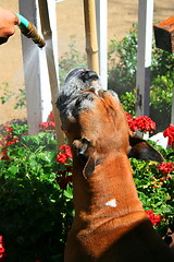 Image showing Boxer Dog Getting Sprayed