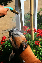 Image showing Boxer Dog Getting Sprayed