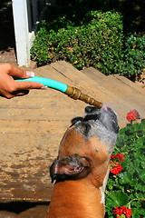 Image showing Boxer Dog Getting Sprayed