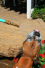 Image showing Boxer Dog Getting Sprayed