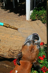 Image showing Boxer Dog Getting Sprayed