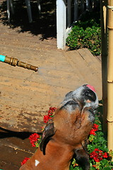 Image showing Boxer Dog Getting Sprayed