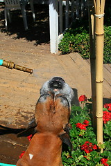 Image showing Boxer Dog Getting Sprayed