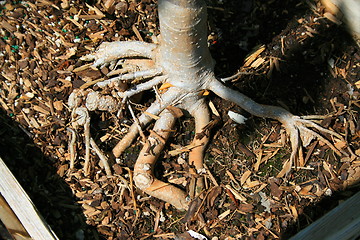 Image showing Tree Roots