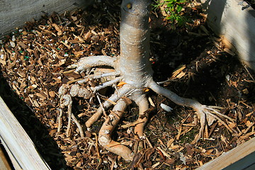 Image showing Tree Roots