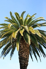 Image showing Tropical Palm Tree