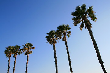 Image showing Tropical Palm Trees