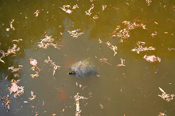 Image showing Turtle