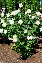 Image showing White Rose Flowers