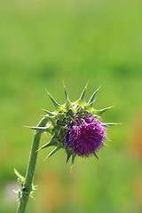 Image showing Purple Wild Flower