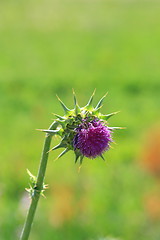 Image showing Purple Wild Flower