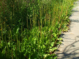 Image showing Wild Plants