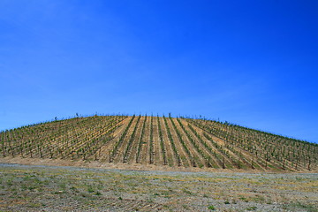 Image showing Vineyard