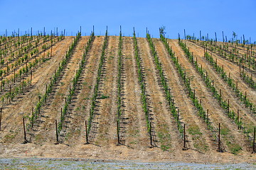 Image showing Vineyard