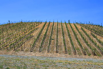 Image showing Vineyard
