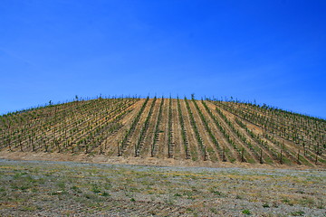 Image showing Vineyard