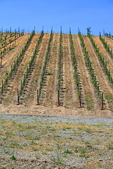 Image showing Vineyard