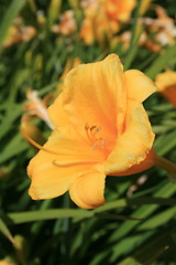 Image showing Yellow Daylily Flower