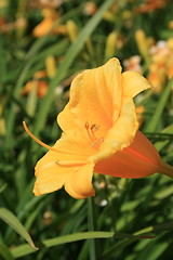 Image showing Yellow Daylily Flower