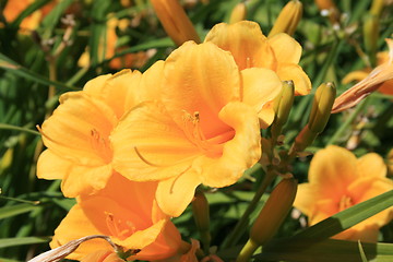 Image showing Yellow Daylily Flowers