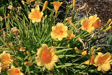 Image showing Yellow Daylily Flowers