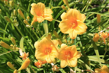 Image showing Yellow Daylily Flowers