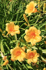 Image showing Yellow Daylily Flowers