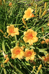 Image showing Yellow Daylily Flowers