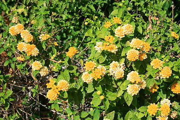 Image showing Yellow Lantana Flowers