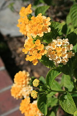 Image showing Yellow Lantana Flowers