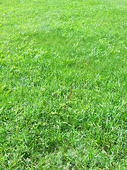 Image showing green grass