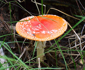 Image showing fly agaric