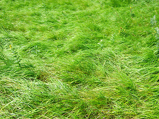 Image showing green grass