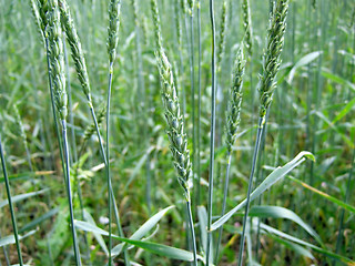 Image showing green wheat