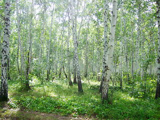 Image showing birch forest