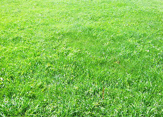 Image showing green grass