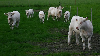 Image showing Cows in a field