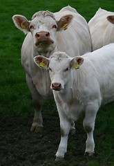 Image showing Cows