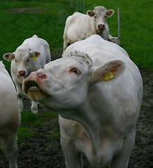 Image showing Cows