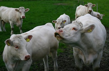 Image showing Cows