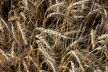 Image showing Wheat