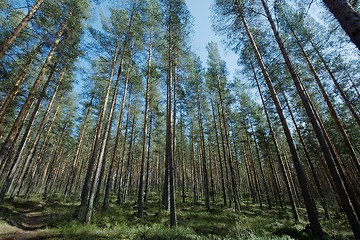 Image showing Forest