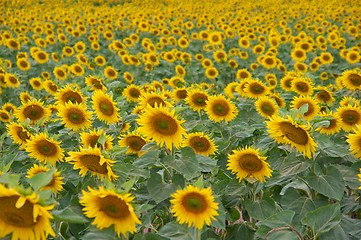 Image showing Sunflowers