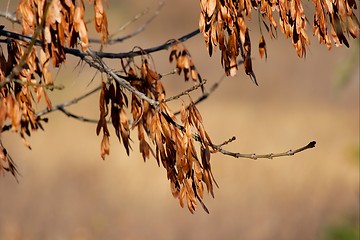 Image showing Leaves