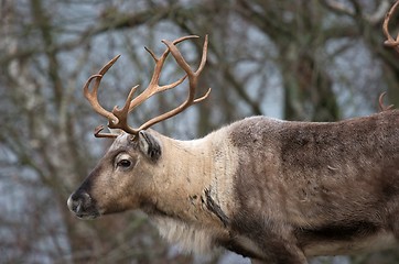 Image showing Deer