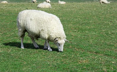 Image showing Sheep