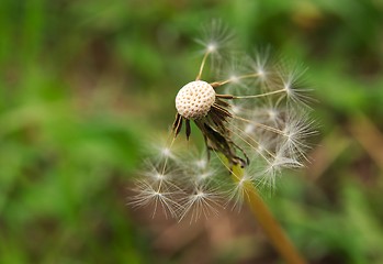 Image showing Dandelion