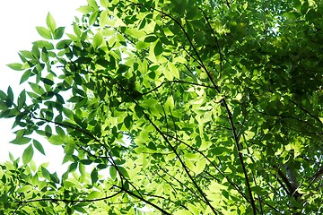 Image showing Leaves